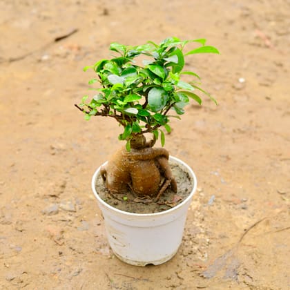Buy Ficus Bonsai in 6 Inch White Plastic Pot Online | Urvann.com