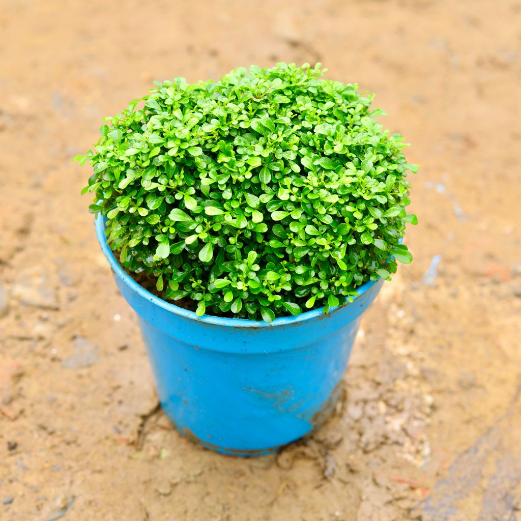 Table Kamini Ball in 6 Inch Nursery Pot