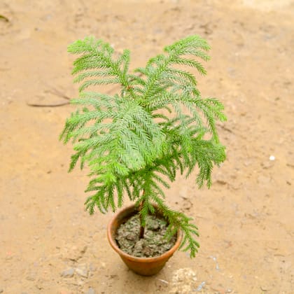 Buy Araucaria / Christmas Tree (~ 1.5 Ft) in 6 Inch Clay Pot Online | Urvann.com
