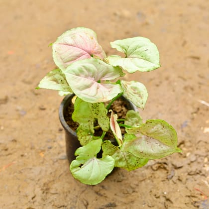 Buy Syngonium White in 4 Inch Nursery Pot Online | Urvann.com