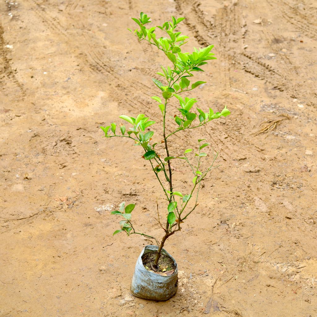 Lemon / Nimbu (~ 2 Ft) (6 Months old) in 6 Inch Nursery Bag