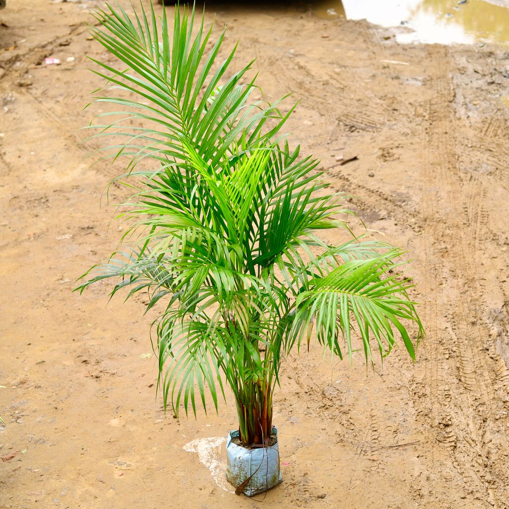 Areca Palm Bushy (~ 3.5Ft) in 6 Inch Nursery Bag