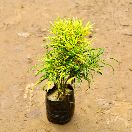 Buy Chironji Croton Goldstar in 6 Inch Nursery Bag Online | Urvann.com