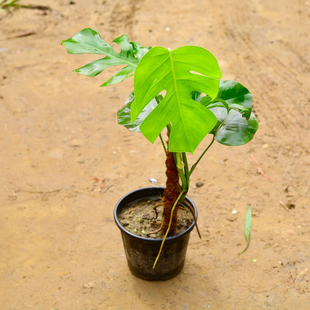 Monstera Deliciosa (~ 2 Ft) in 8 Inch Nursery Pot