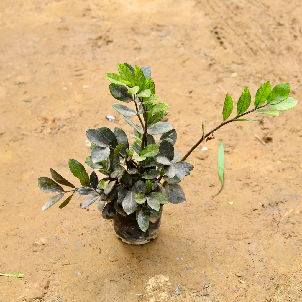 Zz Black in 6 Inch Nursery Pot