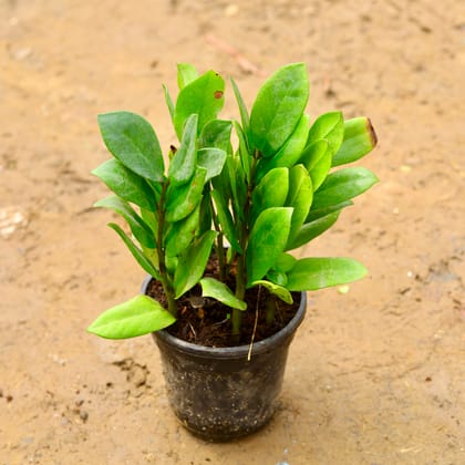 Buy Zz Green in 6 Inch Nursery Pot Online | Urvann.com