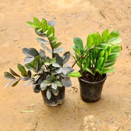 Buy Set of 2 - Zz (Black & Green) in 6 Inch Nursery Pot Online | Urvann.com
