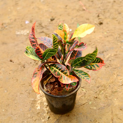 Buy Petra Croton in 6 Inch Nursery Pot Online | Urvann.com