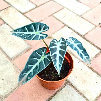 Buy Alocasia Amazonica in 4 Inch Nursery Pot Online | Urvann.com