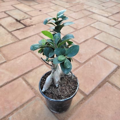 Buy Ficus Bonsai in 4 Inch Nursery Pot Online | Urvann.com