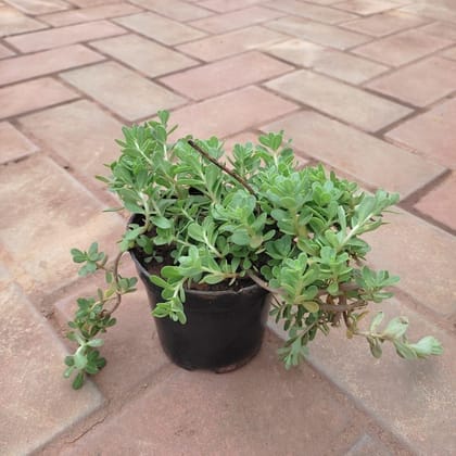 Buy Moss Rose (Any Colour) in 4 Inch Nursery Pot Online | Urvann.com