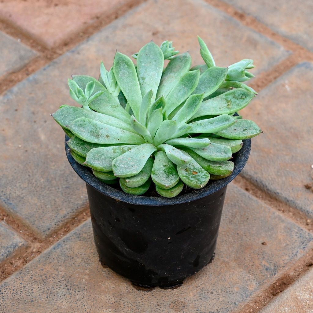 Echeveria Green Succulent in 3 Inch Nursery Pot