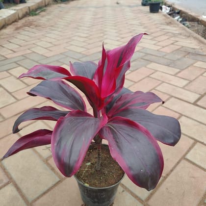 Buy Dracaena Red Rubia Big Leaves (~ 1 ft) in 5 Inch Nursery Pot Online | Urvann.com