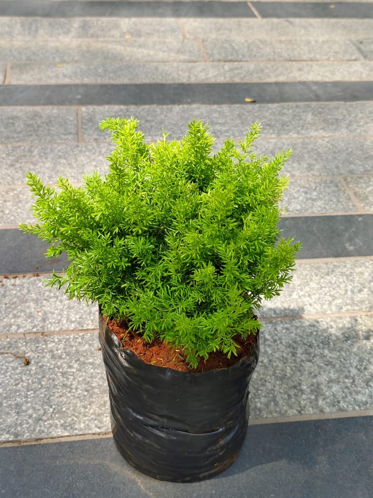 Foxtail Fern Aspara Mary Grass in 5 Inch Nursery Bag