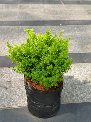 Buy Foxtail Fern Aspara Mary Grass in 5 Inch Nursery Bag Online | Urvann.com