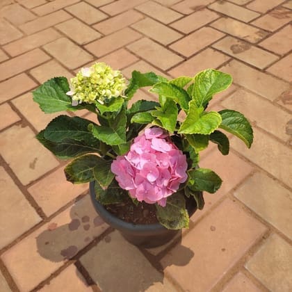Buy Hydrangea Pink in 8 Inch Nursery Pot Online | Urvann.com