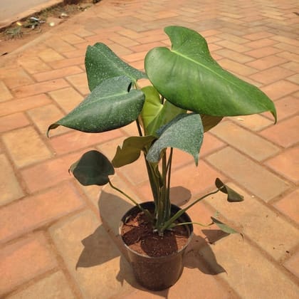 Buy Monstera Big Leaf in 5 Inch Nursery Pot Online | Urvann.com