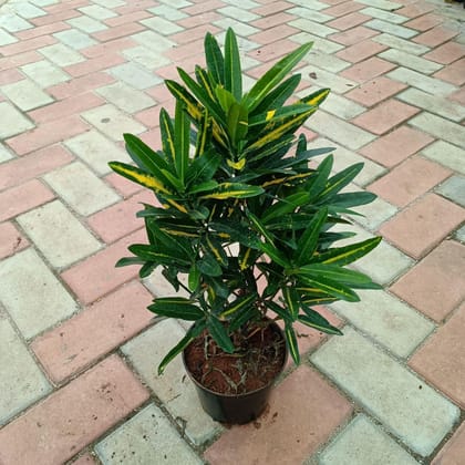 Buy Croton Banana in 6 Inch Nursery Pot Online | Urvann.com