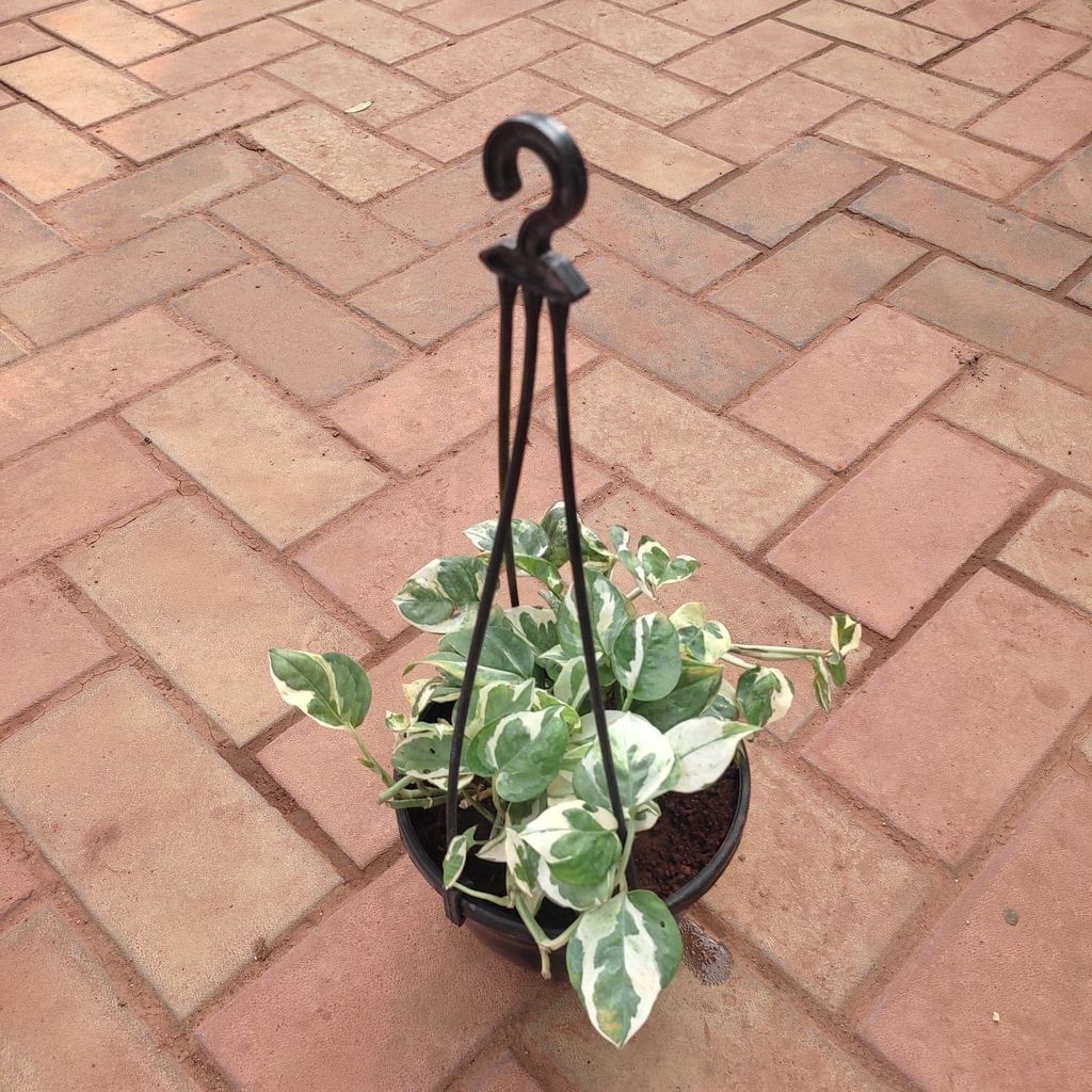 Money Plant N'Joy in 6 Inch Hanging Basket (any colour)