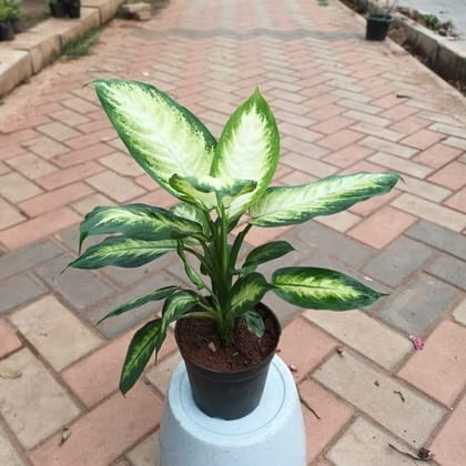 Buy Dieffenbachia White in 6 Inch Nursery Pot Online | Urvann.com