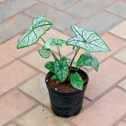 Buy Caladium / Miss Muffet / Angel Wings in 4 Inch Nursery Pot Online | Urvann.com