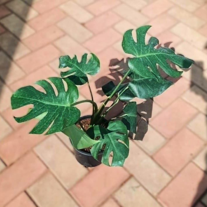 Monstera Deliciosa (~1 Ft) in 6 Inch Nursery Pot