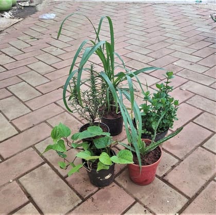 Buy Herb Superstar Combo - Set of 5 - (Lemon Grass, Rosemary, Mint, Paan & Aloe Vera ) in Nursery Pot Online | Urvann.com