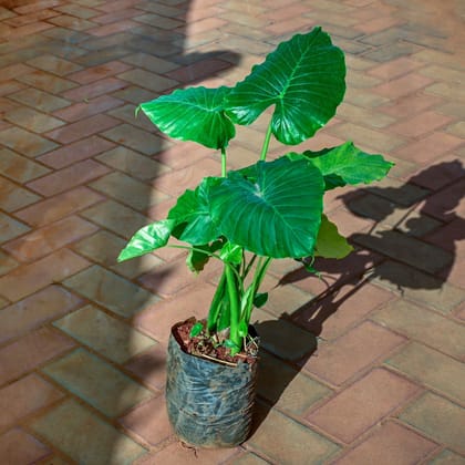 Buy Alocasia Wentii in 8 Inch Nursery Bag Online | Urvann.com