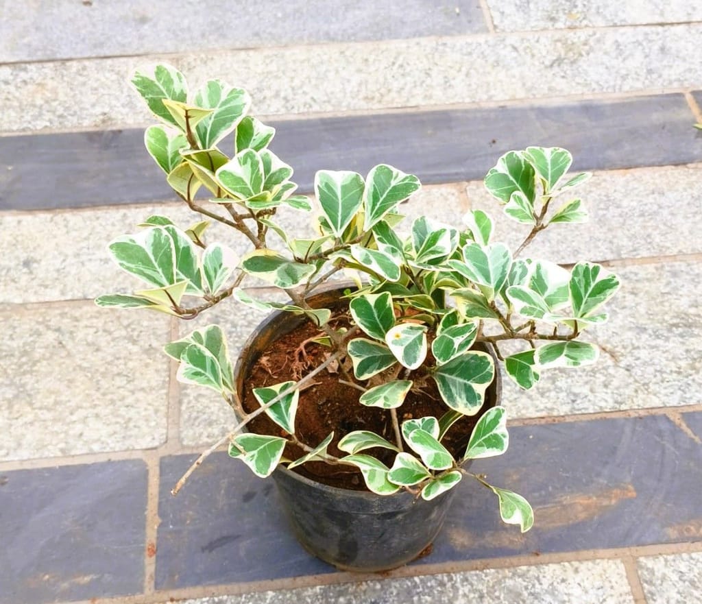 Ficus White in 6 Inch Nursery Pot