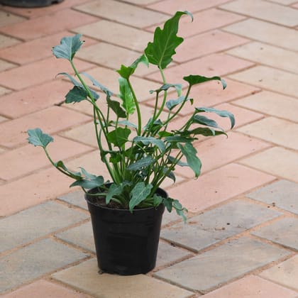 Buy Xanadu Green in 5 Inch Nursery Pot Online | Urvann.com