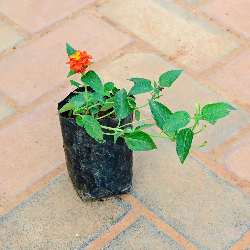 Lantana (any colour) in 3 Inch Nursery Bag