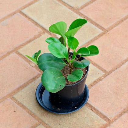 Buy Peperomia Obtusifolia / Baby Rubber Plant in 4 Inch Nursery Pot Online | Urvann.com