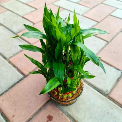 Buy 3 Layer Lucky Bamboo in Glass Bowl Online | Urvann.com
