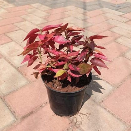 Buy Acalypha Wilkesiana in 5 Inch Nursery Pot Online | Urvann.com