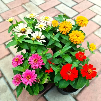 Buy Set of 4 - Zinnia (Pink, White, Yellow & Orange) in 5 Inch Nursery Pot Online | Urvann.com