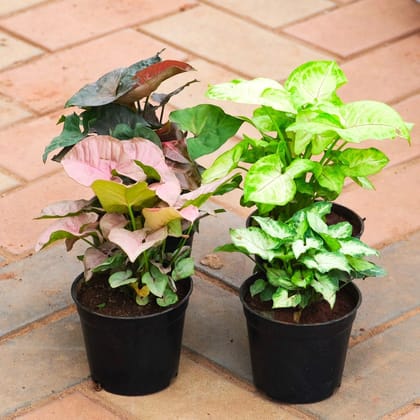 Buy Set of 4 - Syngonium (Pixie Green, Green, Black & Pink) in 5 Inch Nursery Pot Online | Urvann.com