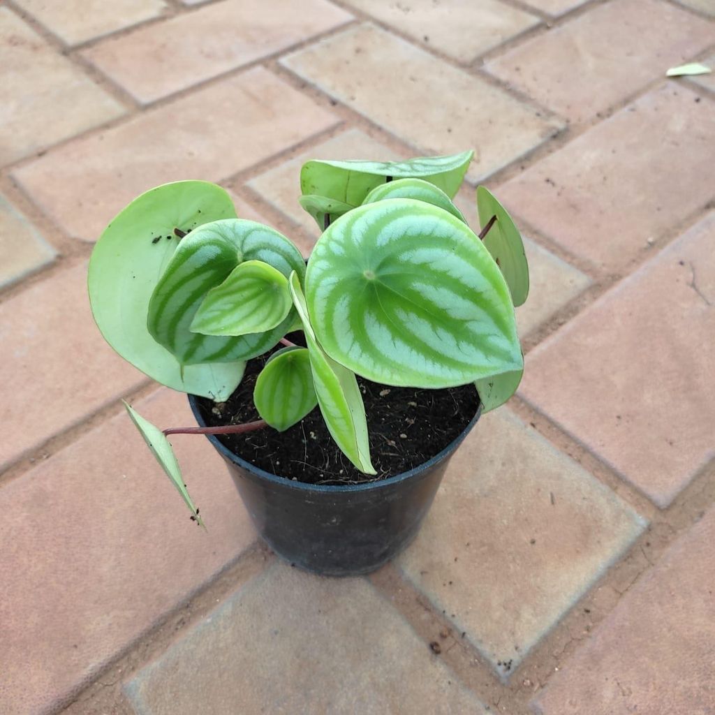 Peperomia / Radiator Plant Watermelon in 4 Inch Nursery Pot