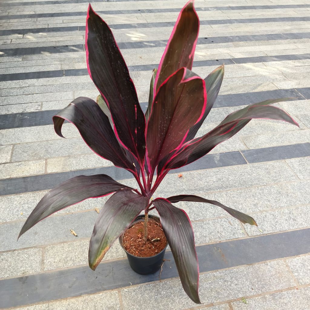 Dracaena Kedarnath Mahatma in 6 Inch Nursery Pot