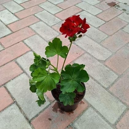 Buy Geranium (Any colour) in 5 Inch Nursery Pot Online | Urvann.com