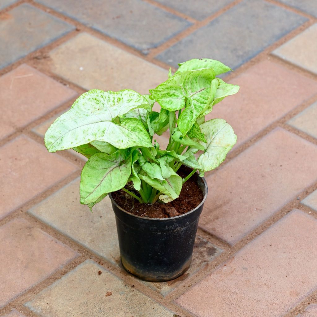 Syngonium Green Large Leaf in 4 Inch Nursery Pot - Best Indoor Plant for Home