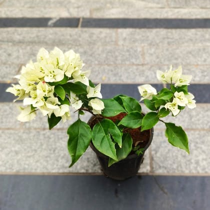 Buy Bougainvillea White in 5 Inch Nursery Pot Online | Urvann.com