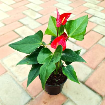 Buy Anthurium Red in 5 Inch Nursery Pot Online | Urvann.com