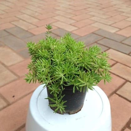 Buy Sedum Green Succulent in 3 Inch Nursery Pot Online | Urvann.com