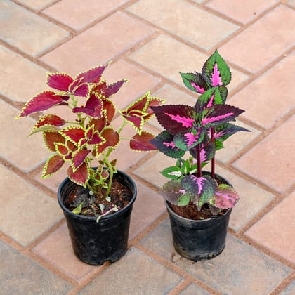 Buy Set of 2 - Coleus (any colour & design) in 4 Inch Nursery Pot Online | Urvann.com