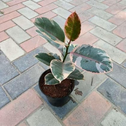 Buy Rubber Variegated Pink Red in 6 Inch Nursery Pot Online | Urvann.com