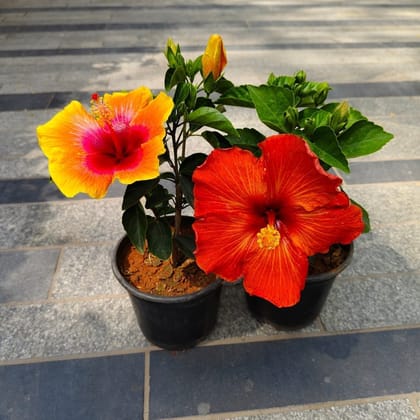 Buy Set of 2 - Hibiscus Dwarf (Orange & Yellow) in 5 Inch Nursery Pot Online | Urvann.com