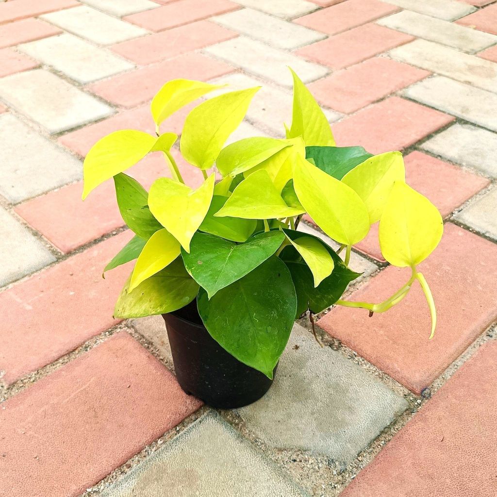 Money Plant Golden Bushy in 4 Inch Nursery Pot