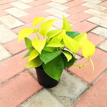 Buy Money Plant Golden Bushy in 4 Inch Nursery Pot Online | Urvann.com