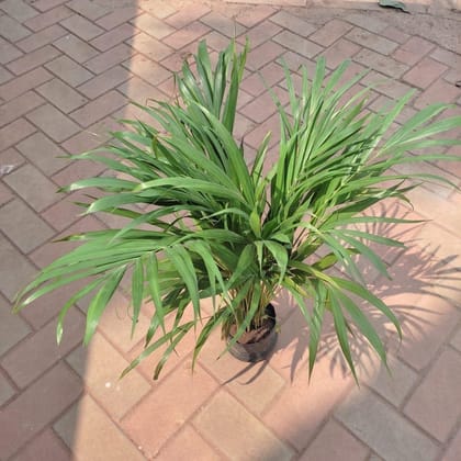 Buy Areca Palm (~1 feet) in 6 Inch Nursery bag Online | Urvann.com