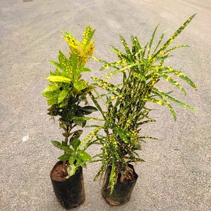 Buy Set of 2 - Crotons Goldstar (Chironji & Baby) in 4 Inch Nursery bag Online | Urvann.com